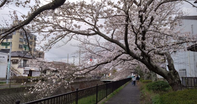 さくらまつりが花盛り　衆議院議員　きいたかし　福岡10区（北九州市門司区・小倉北区・小倉南区）