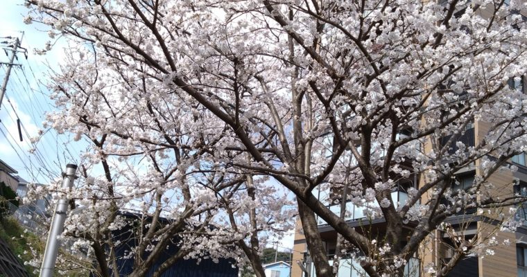 春の地域イベントへ　衆議院議員　きいたかし　福岡10区（北九州市門司区・小倉北区・小倉南区）